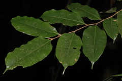 Chrysophyllum roxburghii